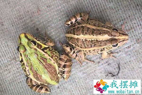 养青蛙3亩地要多少本钱