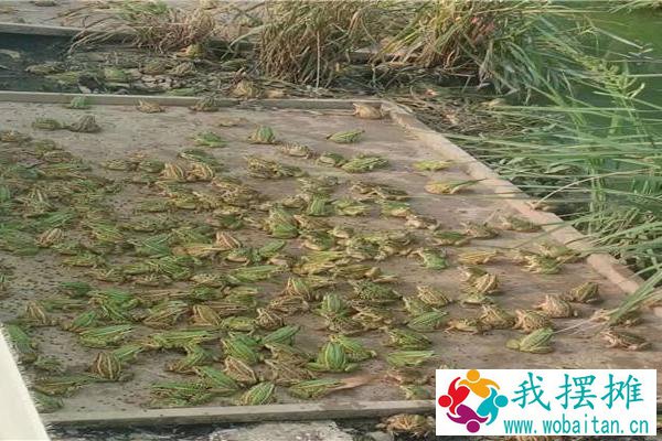 养青蛙3亩地要多少本钱