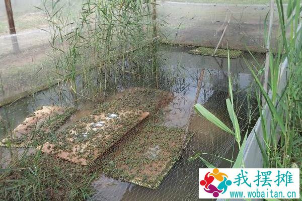 养青蛙3亩地要多少本钱