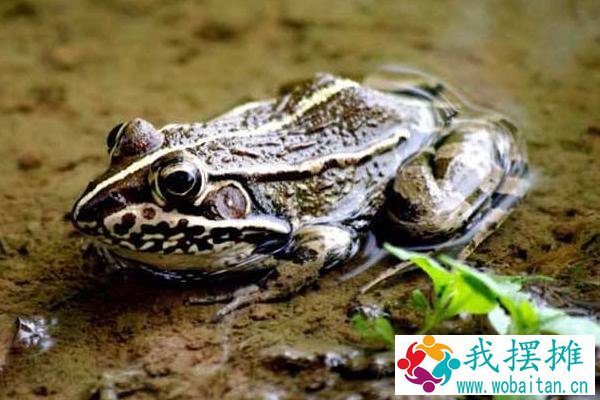 养青蛙3亩地要多少本钱