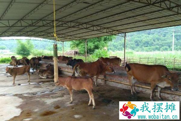 养牛的利润与风险和成本