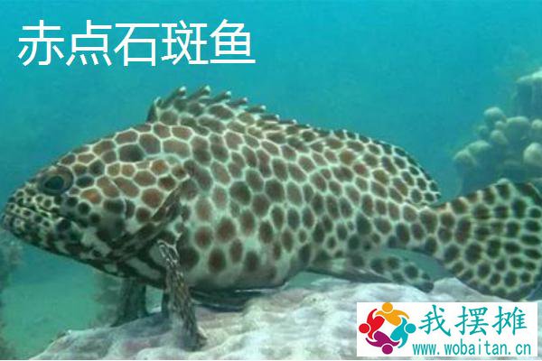 石斑鱼养殖喂什么