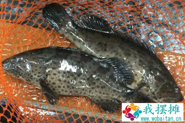 石斑鱼养殖喂什么