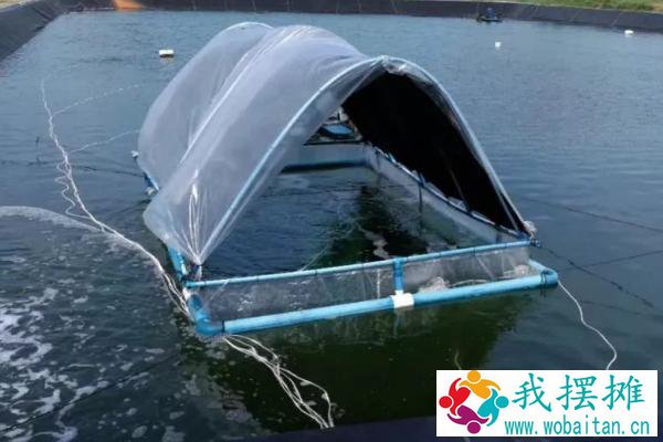 石斑鱼养殖条件