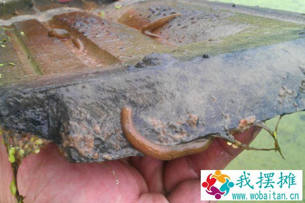 养水蛭一亩能挣多少钱