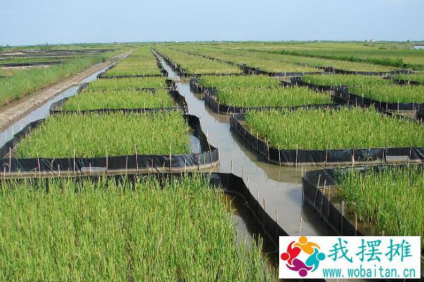 水稻与水蛭套养