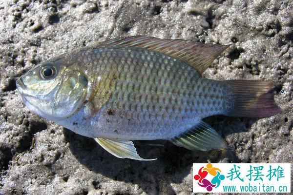 养罗非鱼的成本利润