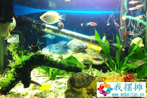 养孔雀鱼的鱼缸尺寸