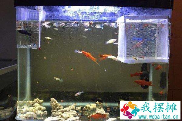 养孔雀鱼的鱼缸尺寸