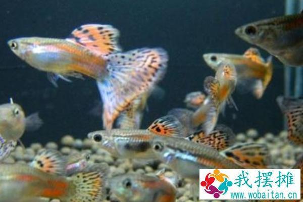 养孔雀鱼的鱼缸尺寸