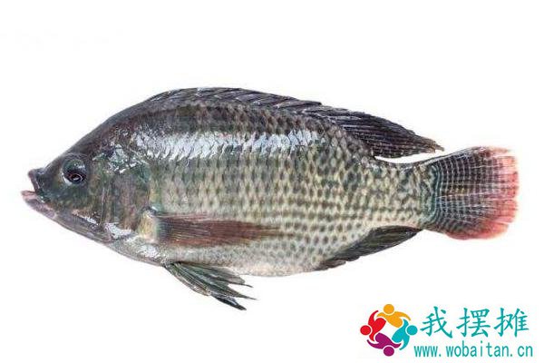 养罗非鱼要多长时间