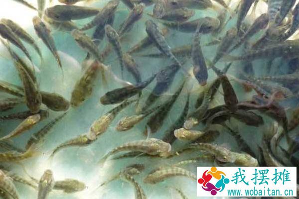 养罗非鱼要多长时间
