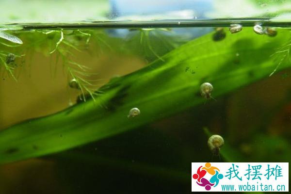 田螺吃水草吗