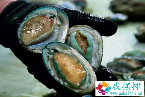 养鲍鱼风险