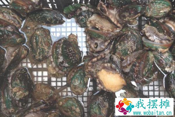 养鲍鱼风险