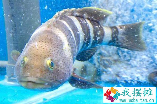 石斑鱼可以养鱼缸里吗