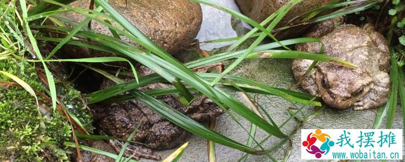 怎样养石蛙