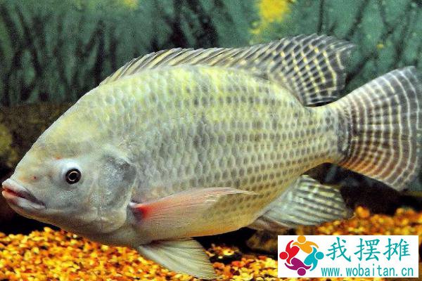 养罗非鱼喂什么好