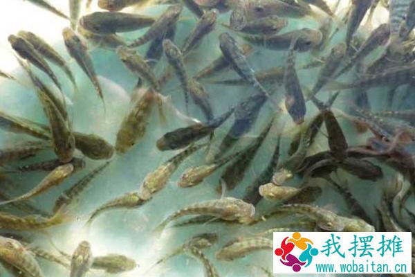 养罗非鱼喂什么好