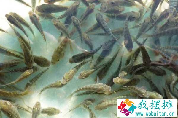 工厂化养罗非鱼可行吗