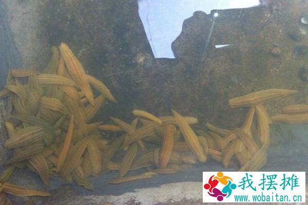 养水蛭需要做环评吗