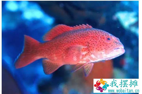 石斑鱼在淡水中能养吗