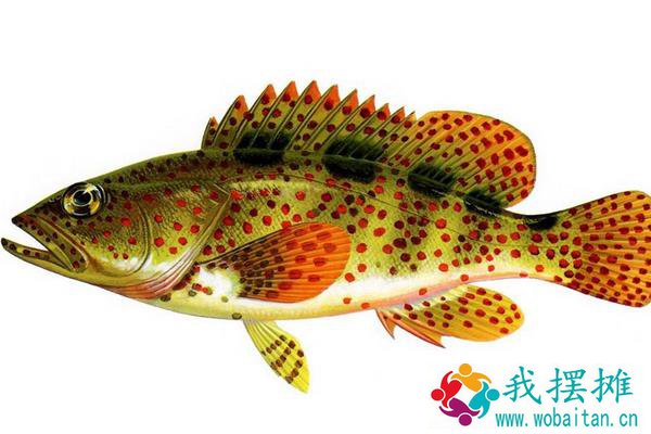 石斑鱼在淡水中能养吗