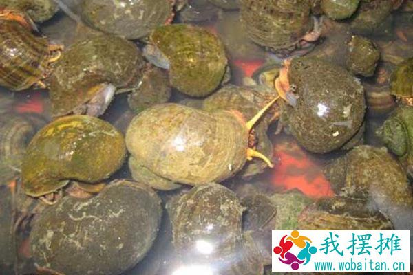 田螺吃什么