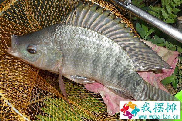 罗非鱼好养吗