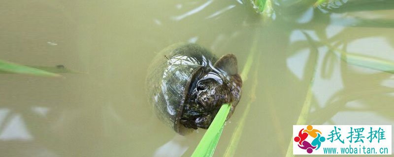田螺对水草的危害