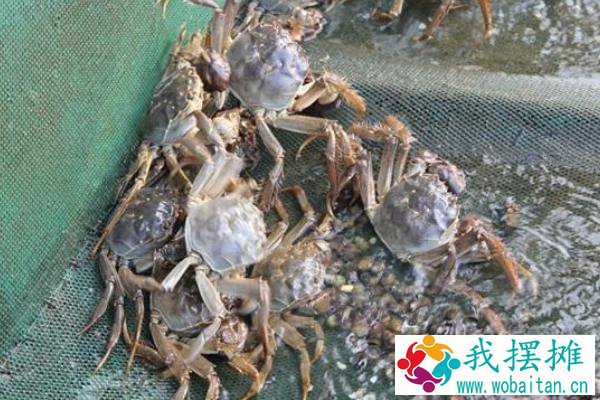 养蟹一亩赚多少钱
