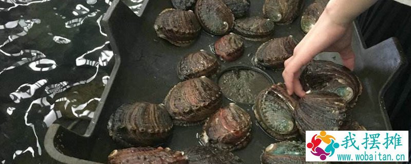 鲍鱼养殖投资要多少