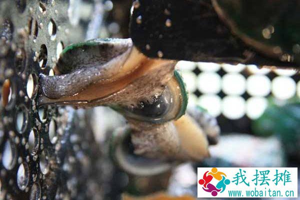 鲍鱼养殖投资要多少