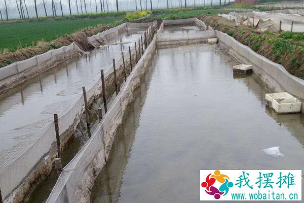 水蛭养殖是骗局吗