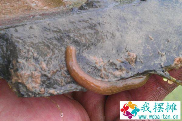 水蛭养殖是骗局吗