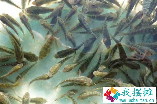 鱼缸罗非鱼怎么养