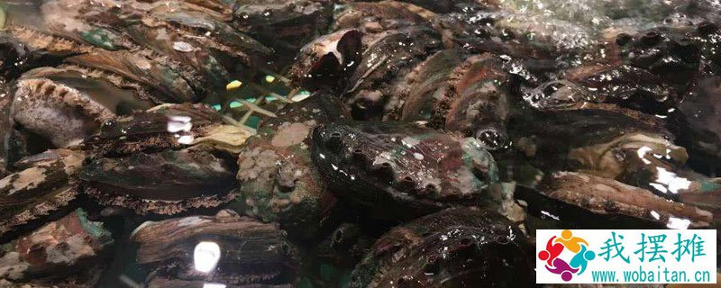 海鲜店如何养鲍鱼