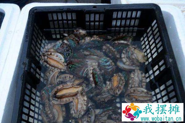 海鲜店如何养鲍鱼