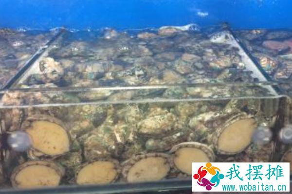 海鲜店如何养鲍鱼