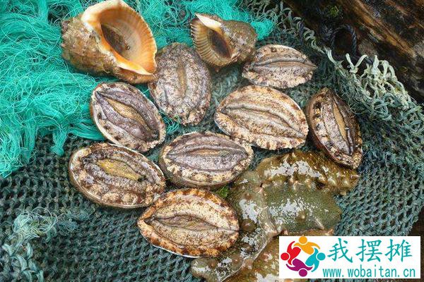 海鲜店如何养鲍鱼