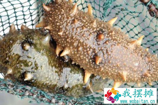 海参养殖风险