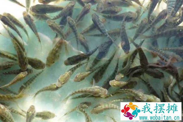 商品罗非鱼怎么养
