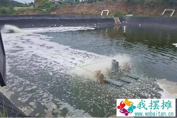 南美白对虾养殖成本