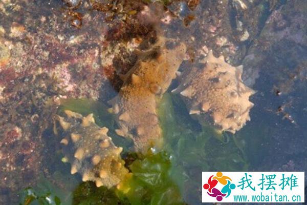 海参养殖和野生区别