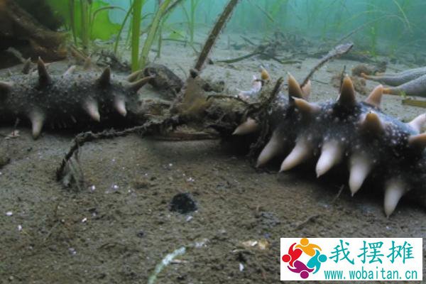 海参养殖和野生区别