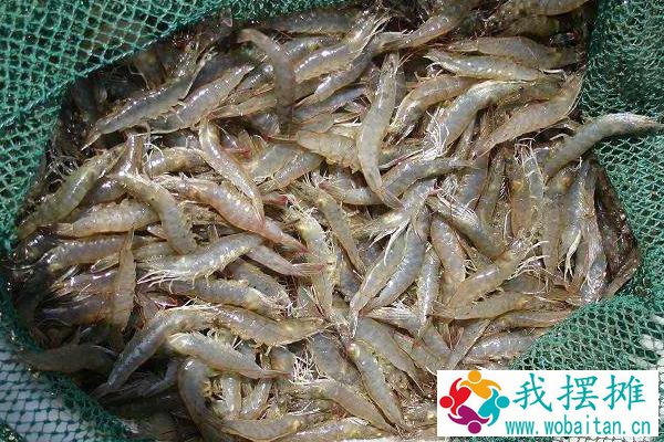 南美白对虾养殖成本