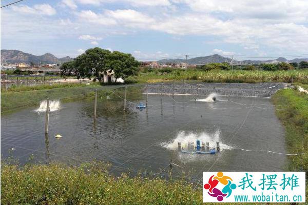 南美白对虾养殖成本