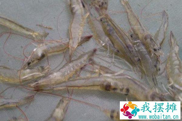 南美白对虾养殖成本