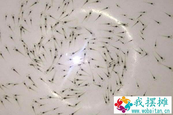 南美白对虾养殖成本