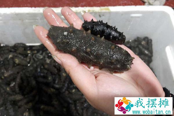 海参怎么养
